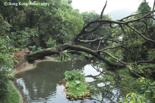 Figure 1. An over 80 cm diameter tree in the Kadoorie Farm and Botanic Garden toppled during the squally thunderstorms of 9 May 2005. (Photo taken with the assistance of Kadoorie Farm and Botanic Garden)